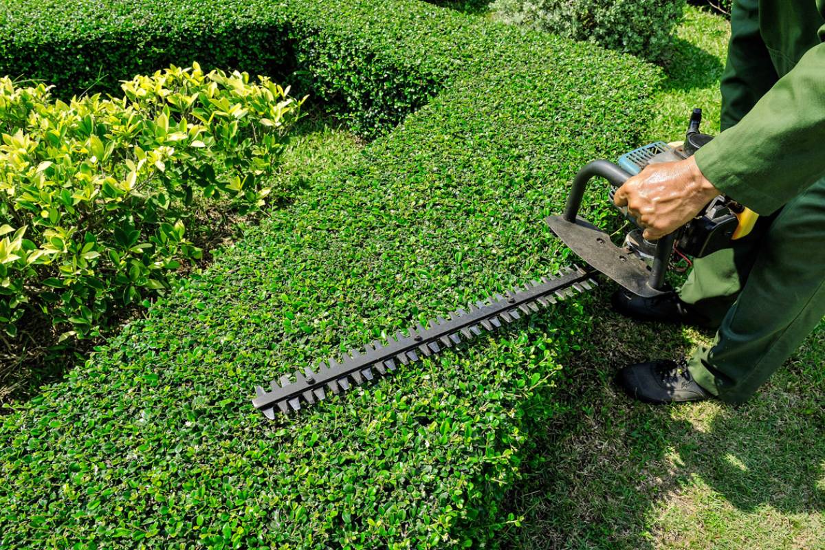 Hedge trimming Sydney