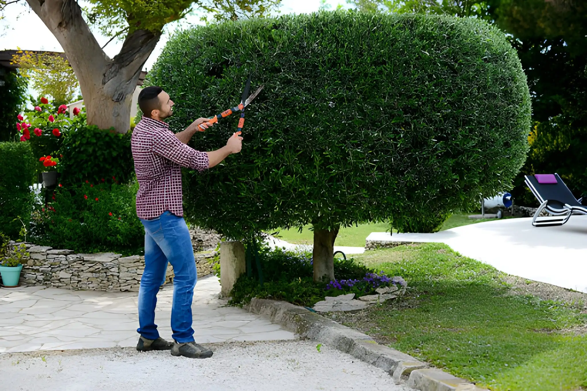 Professional hedge trimming Sydney garden blitz