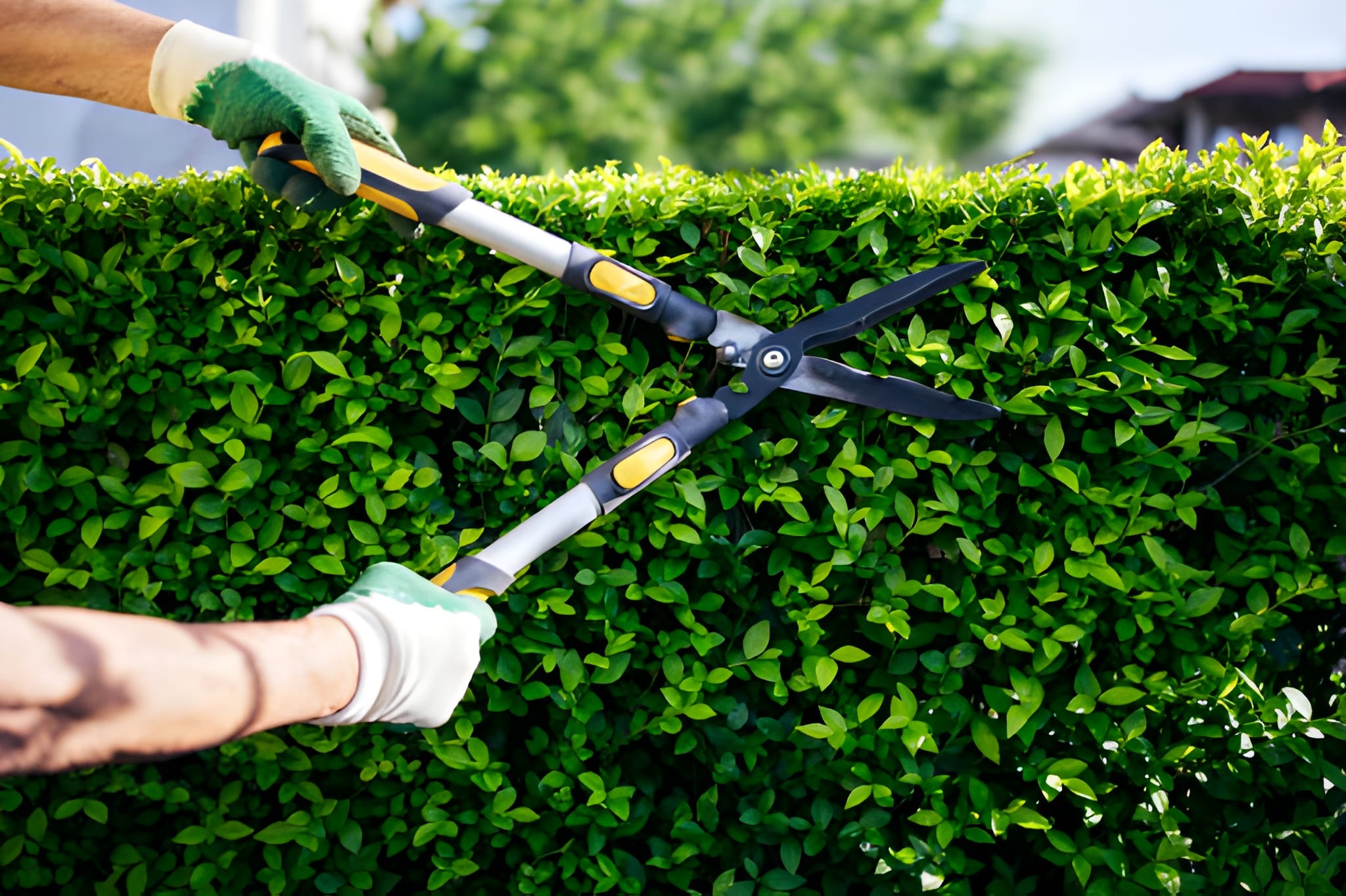 Precision hedge pruning and shaping Sydney