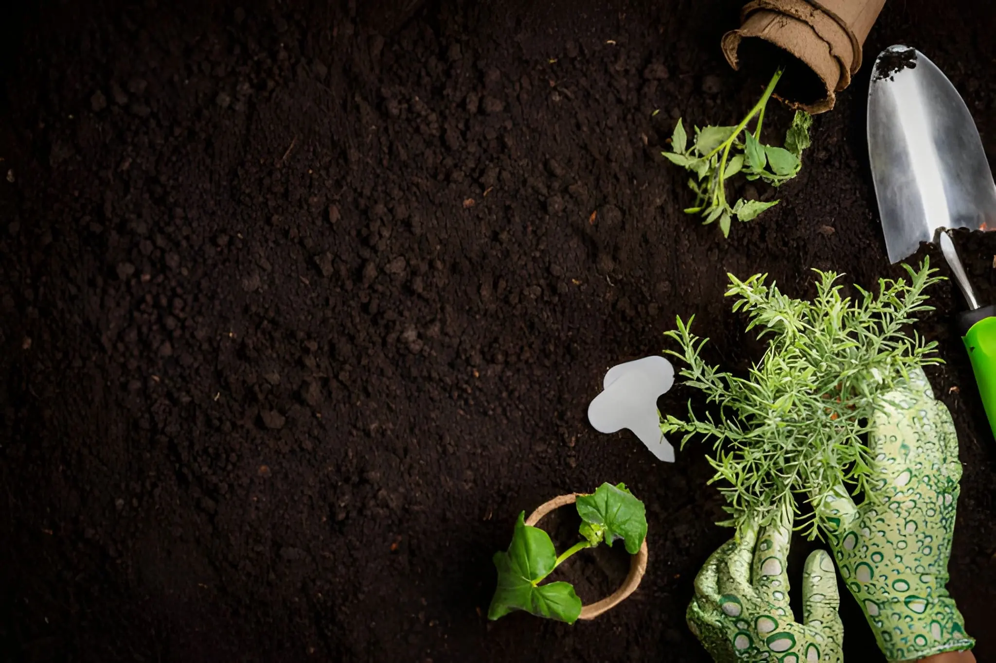 Garden clean up in Sydney - pruning and seasonal tidy-up