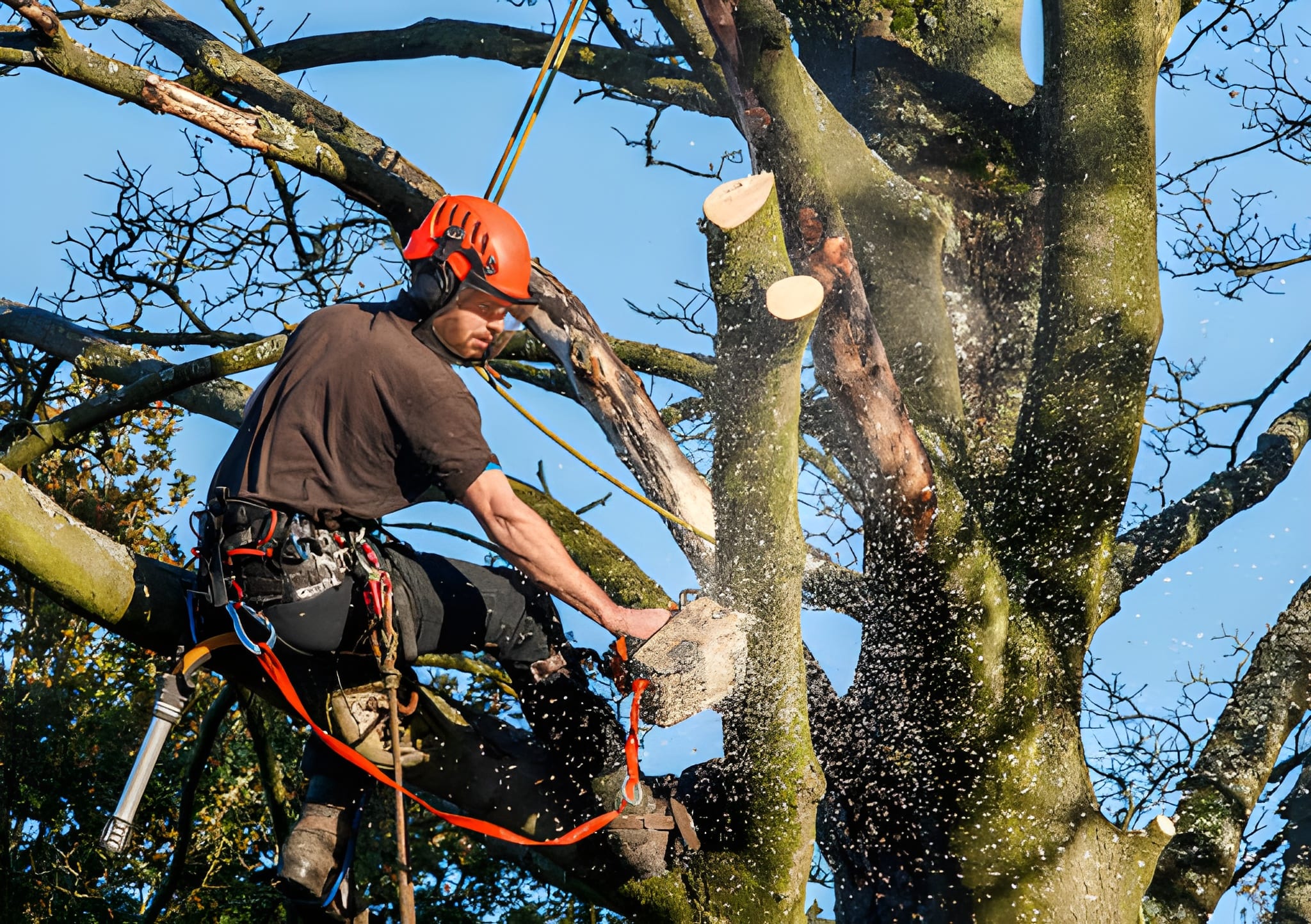 Safe tree cutting services Western Sydney